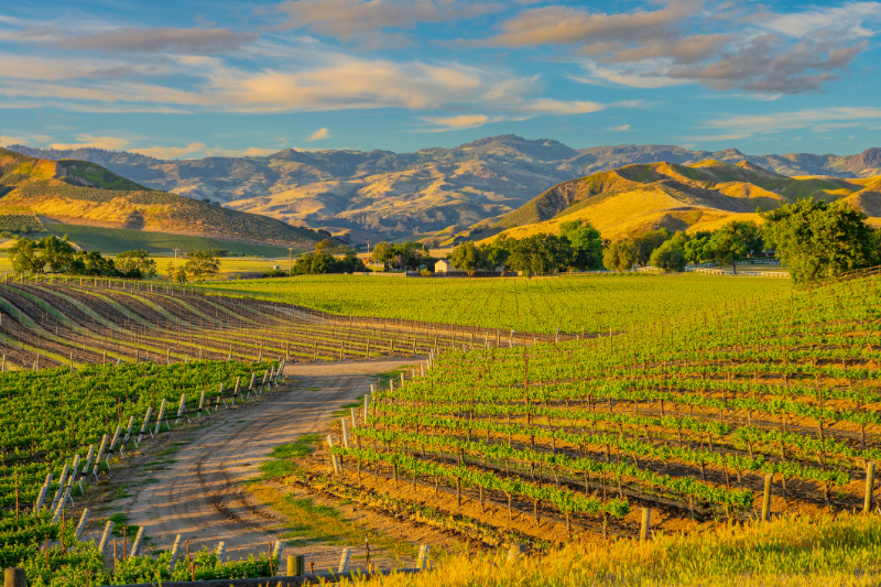 Santa Ynez
