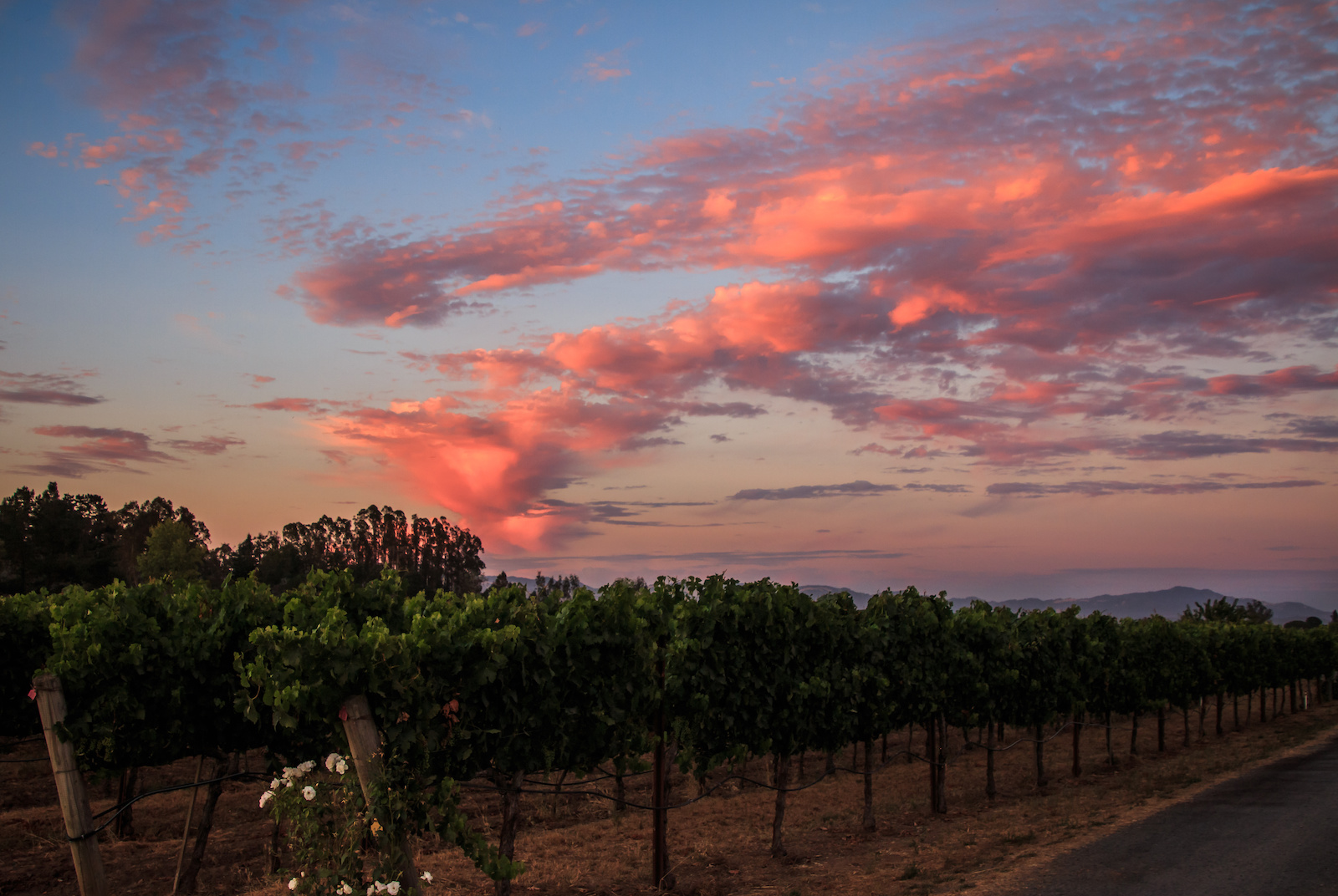 Santa Ynez